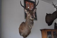 Taxidermy Deer Head Stagg 