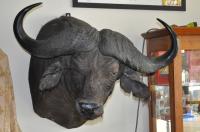 Taxidermy African Cape Buffalo 